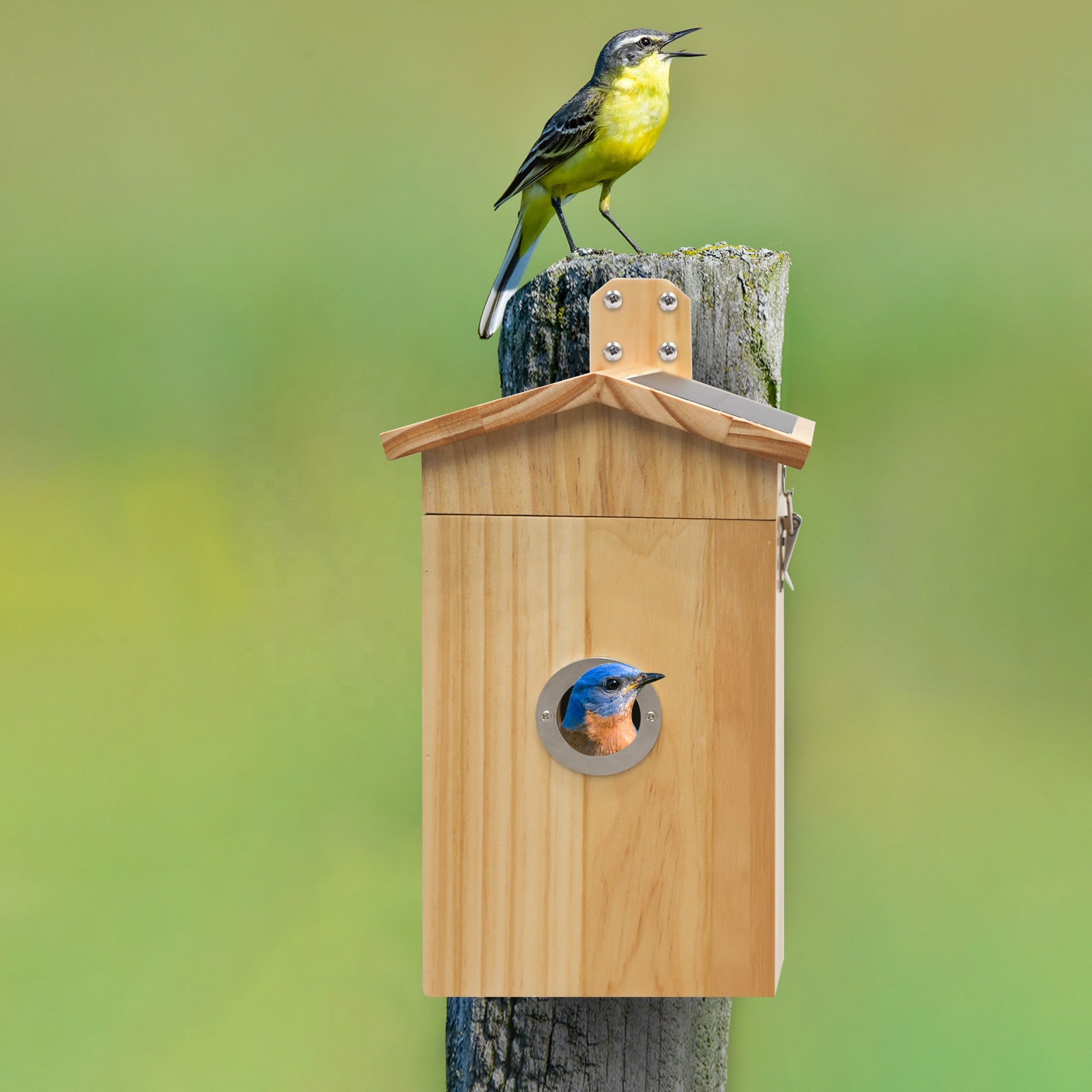 Nanxin Hot Selling Camera Bird - Smart Garden Ai recension och pris